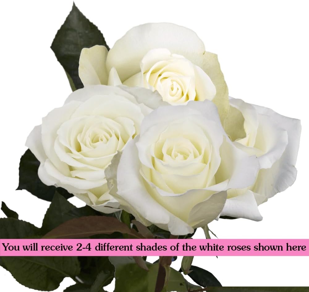 Everlasting White Roses Collection